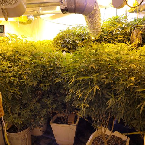 Grape god growlog timeline photo