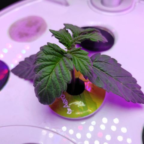 Twisted n tangled  growlog timeline photo
