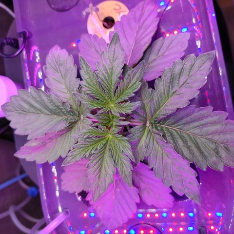 Twisted n tangled  growlog timeline photo
