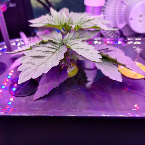 Twisted n tangled  growlog timeline photo