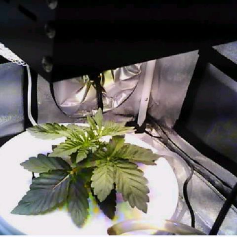 Twisted n tangled  growlog timeline photo