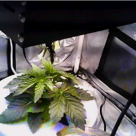 Twisted n tangled  growlog timeline photo