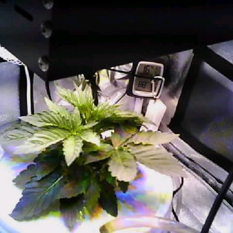 Twisted n tangled  growlog timeline photo