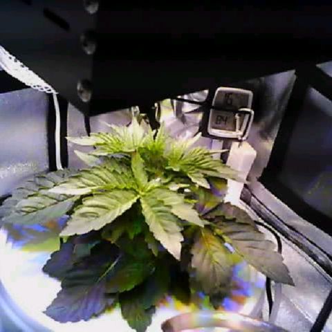 Twisted n tangled  growlog timeline photo