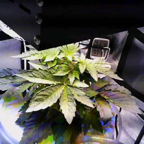 Twisted n tangled  growlog timeline photo