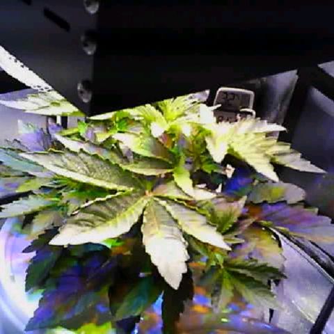 Twisted n tangled  growlog timeline photo