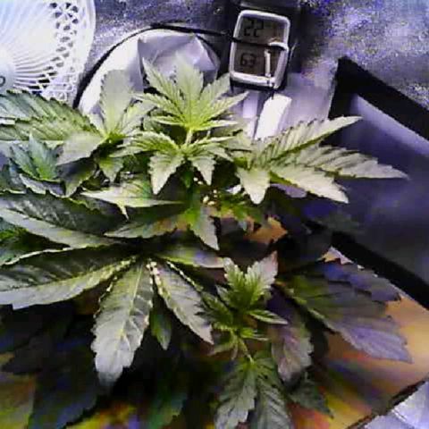Twisted n tangled  growlog timeline photo