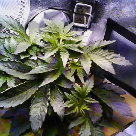 Twisted n tangled  growlog timeline photo