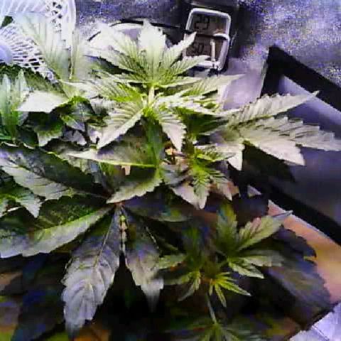 Twisted n tangled  growlog timeline photo
