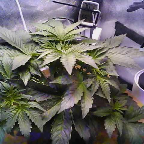 Twisted n tangled  growlog timeline photo