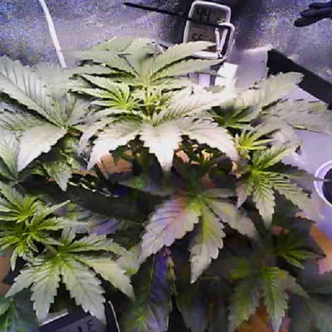 Twisted n tangled  growlog timeline photo
