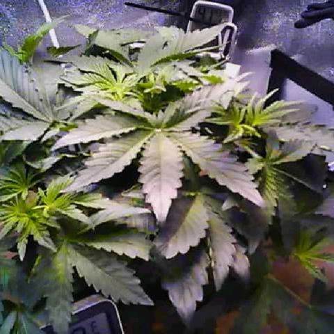 Twisted n tangled  growlog timeline photo