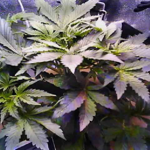 Twisted n tangled  growlog timeline photo