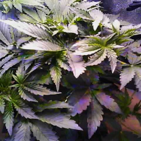 Twisted n tangled  growlog timeline photo