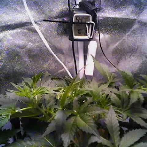 Twisted n tangled  growlog timeline photo