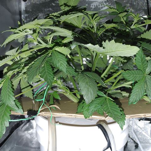 Twisted n tangled  growlog timeline photo