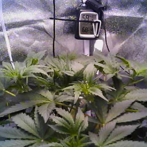 Twisted n tangled  growlog timeline photo