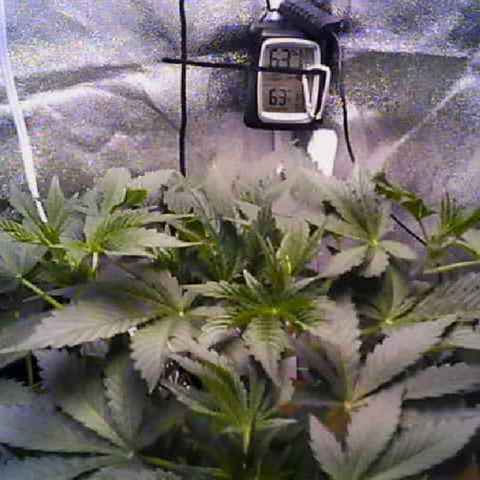 Twisted n tangled  growlog timeline photo