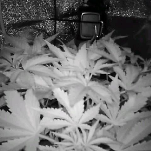 Twisted n tangled  growlog timeline photo