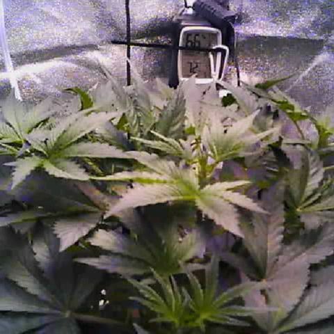 Twisted n tangled  growlog timeline photo
