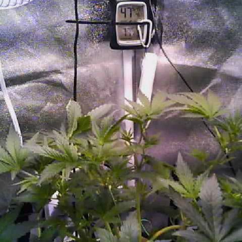 Twisted n tangled  growlog timeline photo