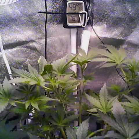 Twisted n tangled  growlog timeline photo
