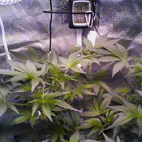 Twisted n tangled  growlog timeline photo