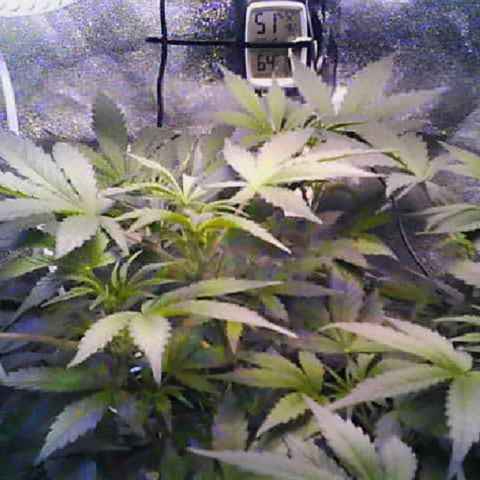 Twisted n tangled  growlog timeline photo