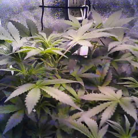 Twisted n tangled  growlog timeline photo