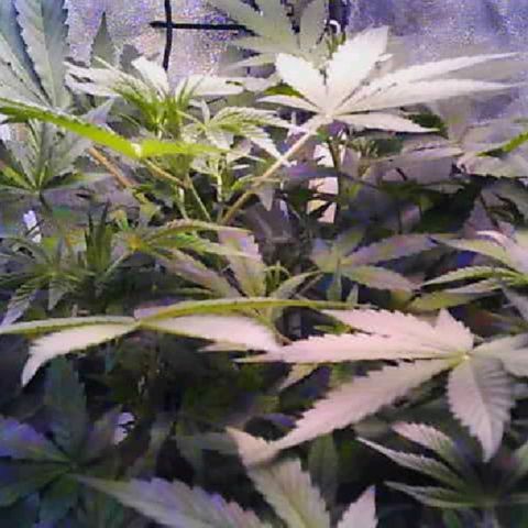 Twisted n tangled  growlog timeline photo