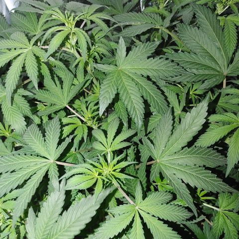 Twisted n tangled  growlog timeline photo