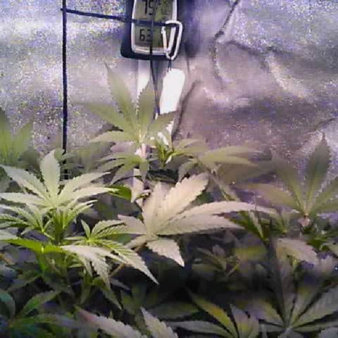 Twisted n tangled  growlog timeline photo