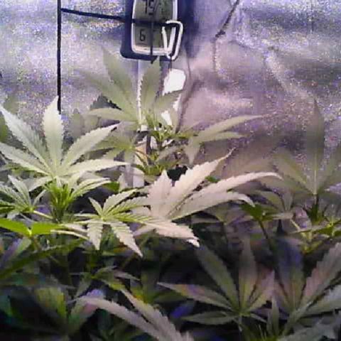 Twisted n tangled  growlog timeline photo