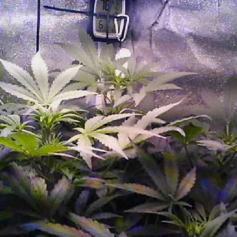 Twisted n tangled  growlog timeline photo