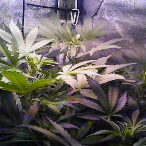 Twisted n tangled  growlog timeline photo
