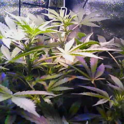 Twisted n tangled  growlog timeline photo
