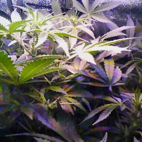 Twisted n tangled  growlog timeline photo