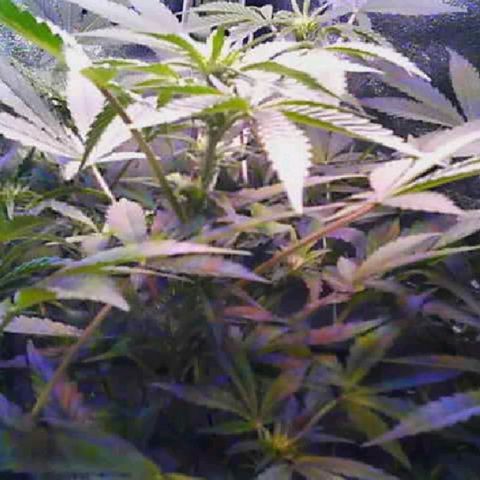 Twisted n tangled  growlog timeline photo
