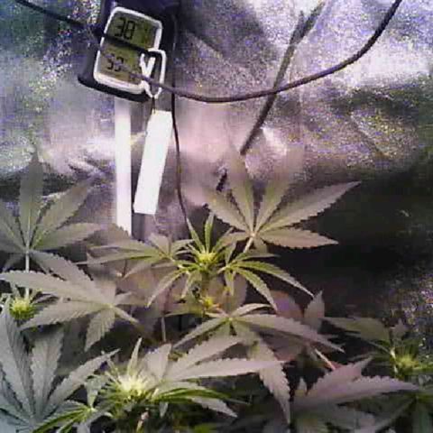 Twisted n tangled  growlog timeline photo