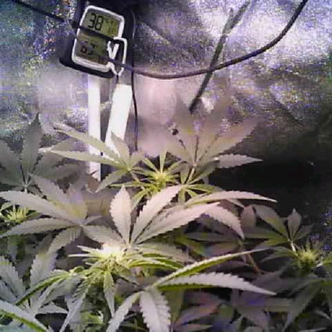 Twisted n tangled  growlog timeline photo