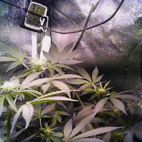 Twisted n tangled  growlog timeline photo