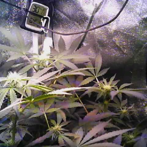 Twisted n tangled  growlog timeline photo