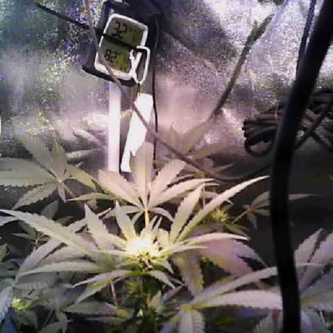 Twisted n tangled  growlog timeline photo