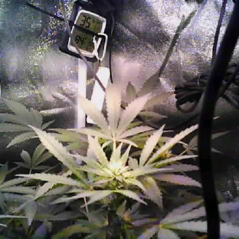 Twisted n tangled  growlog timeline photo