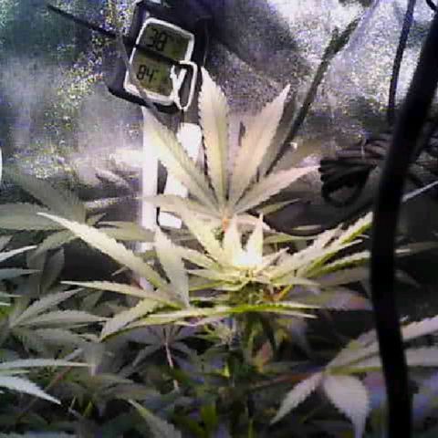 Twisted n tangled  growlog timeline photo