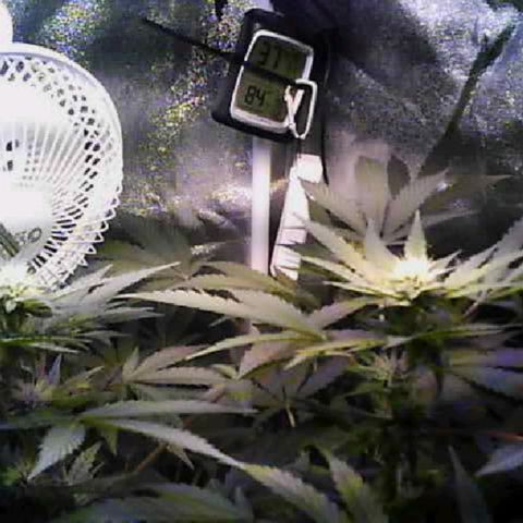 Twisted n tangled  growlog timeline photo