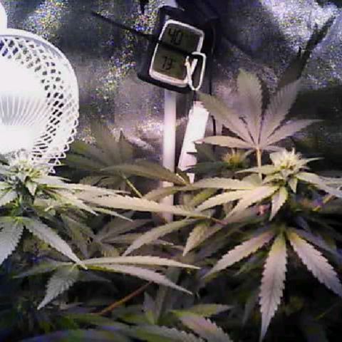 Twisted n tangled  growlog timeline photo