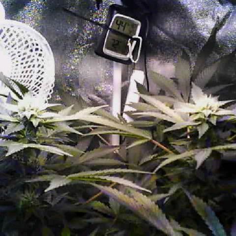 Twisted n tangled  growlog timeline photo