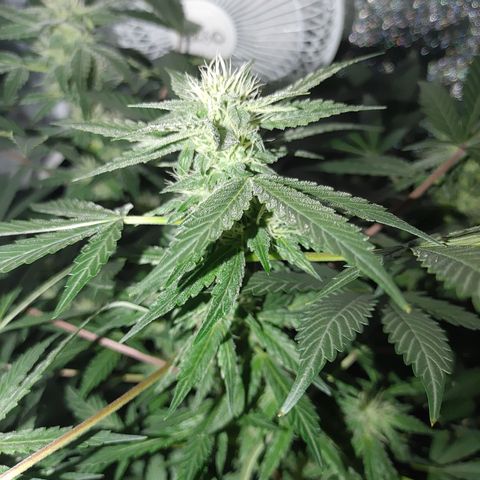 Twisted n tangled  growlog timeline photo