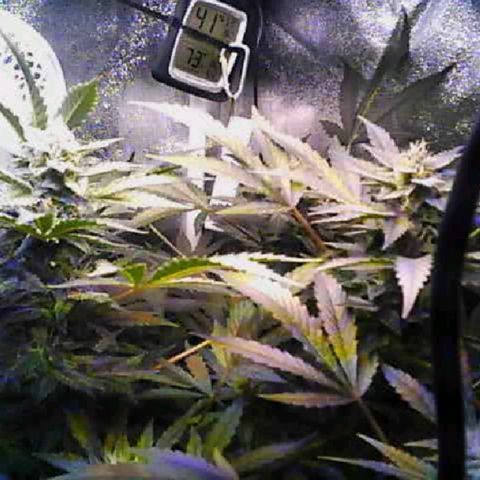 Twisted n tangled  growlog timeline photo